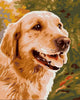 pintar numeros golden retriever