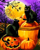 gatos negros calabazas halloween