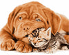 Colorear Por Números - Gatito Bebé y Perrito son Amigos