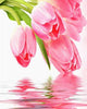 dibujo flores cuadro pintar decoracion florarl